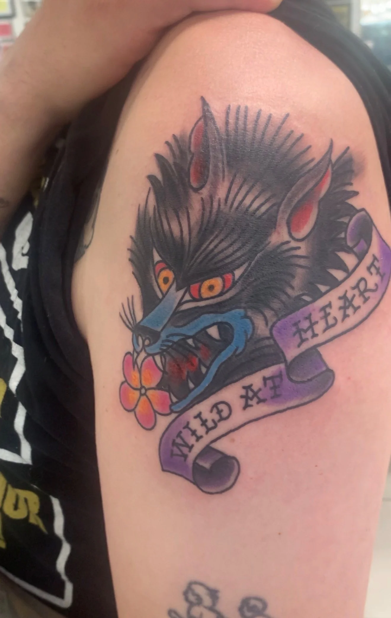 American Traditional shoulder tattoo of a snarling black wolf with a small orange flower in its jaws and a purple 'Wild at Heart' banner across, by Tim Goodrich at his Waikiki tattoo shop, Hawaii.